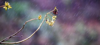 初冬第一场雨